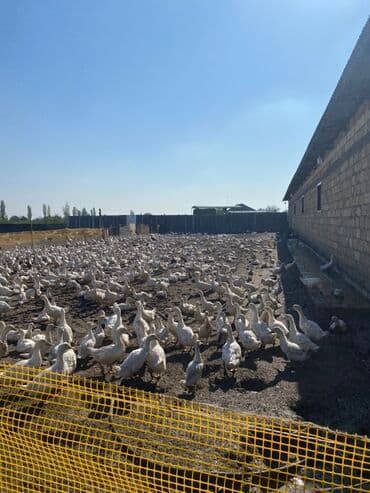 Ördek təsərrüfatı – iri sürü - Açıq havada sərbəst gəzinti zonasında