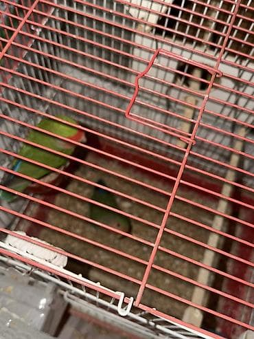 dana satişi: Hazir Biznes satilir tecili Nymphıl (kakadular) və sevda tutquşları – — 8