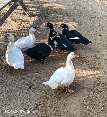 ördək balası satışı: 12 eded lal.ordek.satilir hamsi bir yerde wp aktivdi — 2