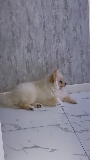 ən gözəl it adları: Şpitz, 5 ay, Dişi, Peyvəndli — 3