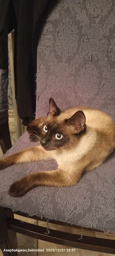 Muncuqlar: Siam, Erkək, Rayonlara çatdırılma — 2