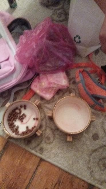 heyvan evi: Pekines — 4