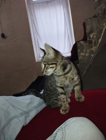 heyvanlara verilen xususi adlar: Erkək, Yaxşı əllərə, Ünvandan götürmə — 3