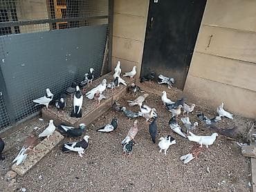 Küt satılır seçməkdə. İran quşları da var içində. biri 15₼. hamısı lalafo.az -da Küt satılır seçməkdə. İran quşları da var içində. biri 15₼. hamısı