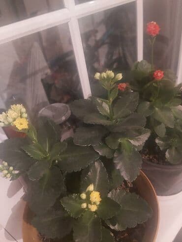101 qizil gul ucuz: Kalanxoe 7 azn — 3