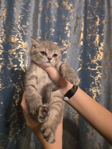 pişik: Britan — 3