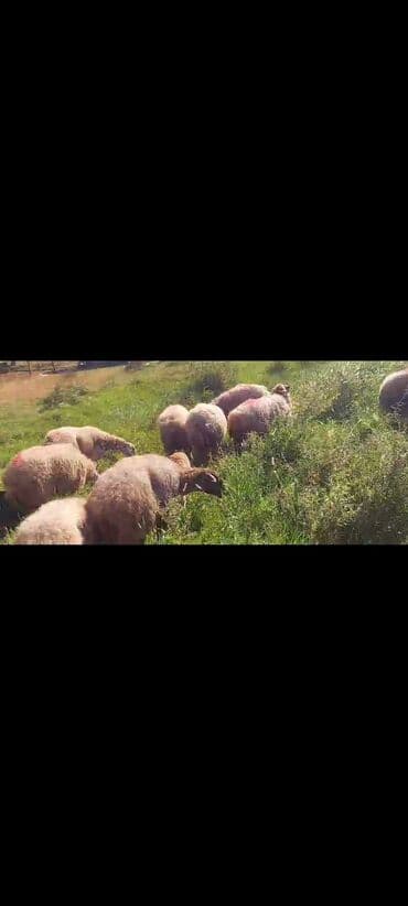 bakida cins ineklerin satisi: Dişi, il: 2, 50 kq, Damazlıq, Ünvandan götürmə — 9