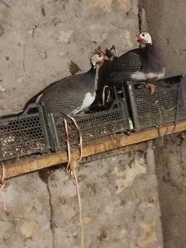 Ördəklər: Toyuq, Damazlıq — 3