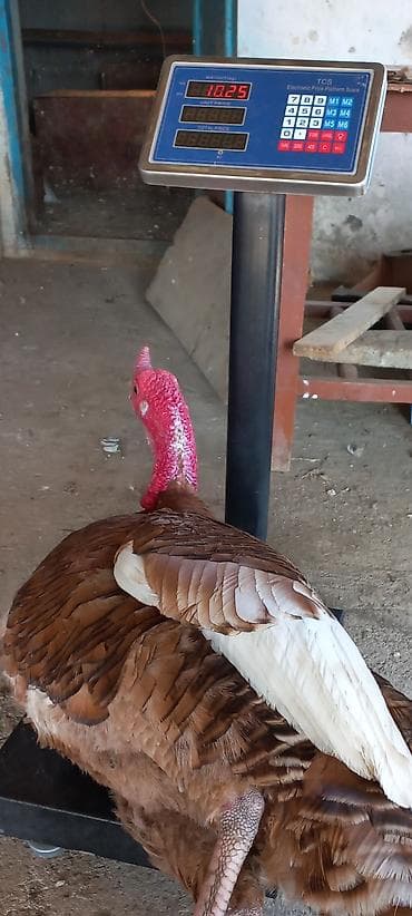 kurt hinduşka: Red Buorbun hinduşka cucələri satılır.Bu sort hinduşkalar,tez çəki — 5
