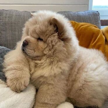 сколько стоит щенок: Çau-Çau — 7