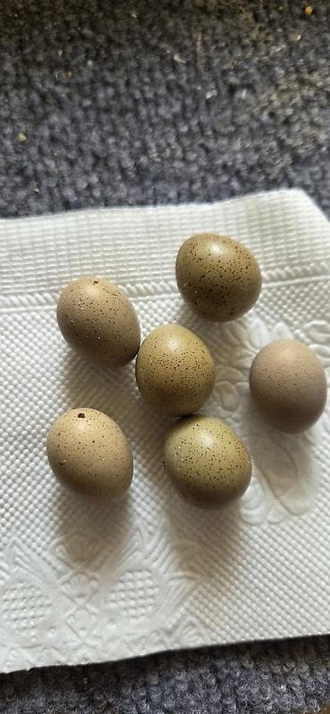 will kinder joy: Məhsul: Çin bıldırcını (Coturnix chinensis) yumurtaları Təsvir: - — 2