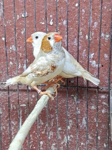 cennet qusu: Amadin quslari. saglam 2 cut izabel mutasya zebra amadin cut 60 manat — 1