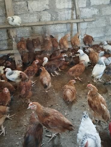satdig quslar: 45 gunlukdu 1 kq diri çəkisi Təsvir: - Qapalı fermada bəslənən, sürü — 6