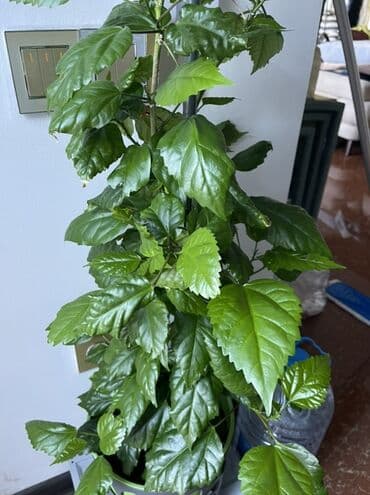 Qida məhsulları: Holland sortu qibiskus,diger adi kitayiskiy roza,cox gozel bulletin — 1