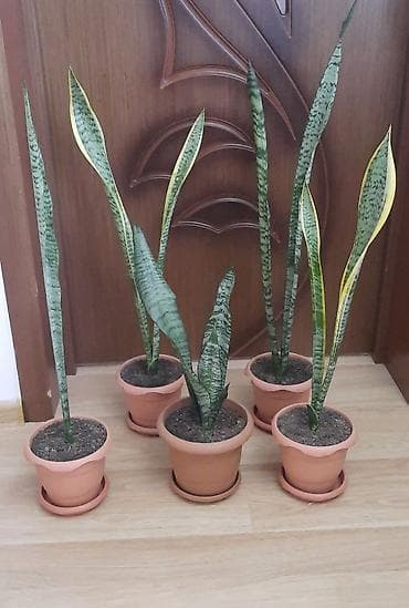 azan gülü: Dibçək gülü — 1