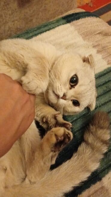 Pişiklər: Şotland — 2