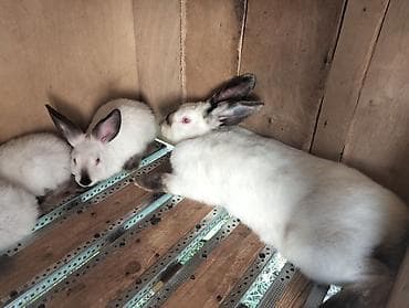 Sovetçə Siam tipli ağ dovşanlar Məhsul təsviri: - Ağ tüklü — 4