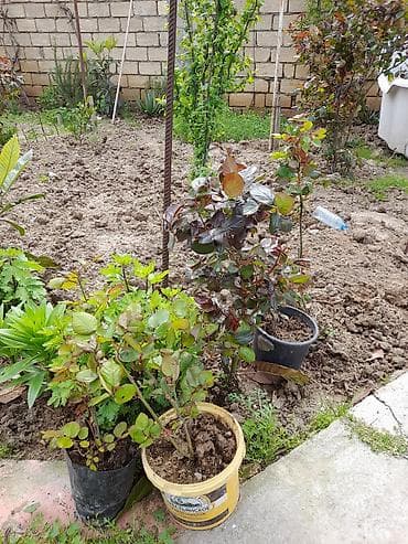 sarmaşıq güllər: Bağ üçün dekorativ gül və kol tingləri - Gül kolları: müxtəlif rəng — 6