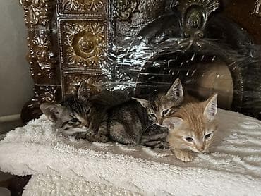 iran pisiyi: Tabbi, Yaxşı əllərə — 1