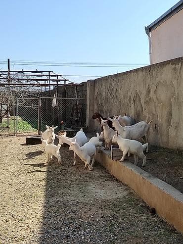 İtlər: Ağ rəngli keçilər və bala keçilər (oğlaqlar) - Cins: yerli süd — 10