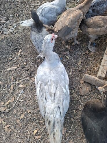 Gəmiricilər: Muscovy (hind) ördəkləri – müxtəlif rənglər - Şəkillərdə boz, gümüşü — 2