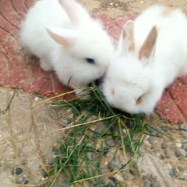 ereb dovşanı: Holland lop dovşanlar 3 böyük 2 bala. balanın biri 15azn böyüyün — 9
