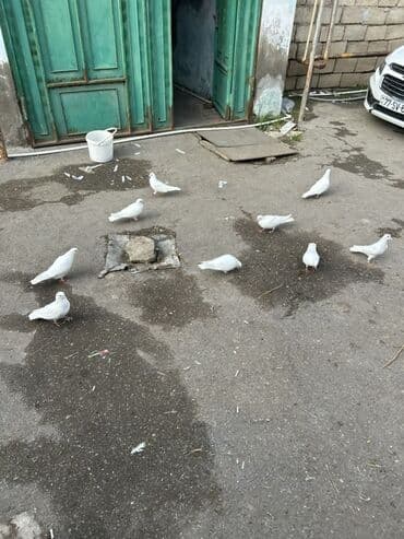 Akvariumlar: Salam temz 12 tuklerdi cut olanlarda var bazardaki 3 4 manatlg — 5