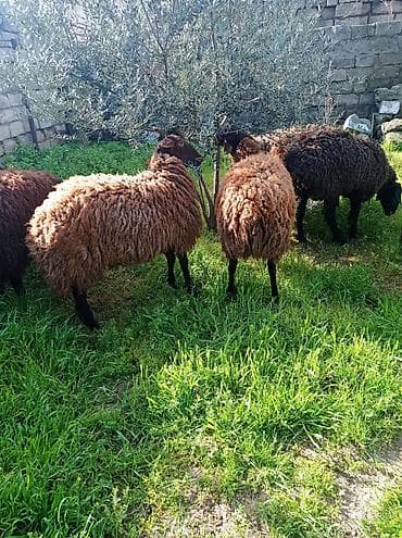 qoyun qala: Erkək, Qala, il: 1, 70 kq, Damazlıq, Ətlik, Ünvandan götürmə — 3