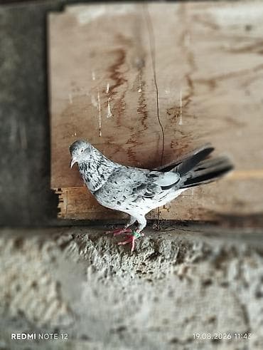 afçarka it: It kimi qizgin əbrəs erkey tam saglamdi
unvan zabrat — 2