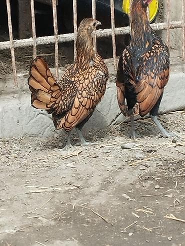 heyvan hekimi: Dovşanlar Erkey dişi cütü 20 aze ünvan salyan Şirvan ada göndərməyə — 5