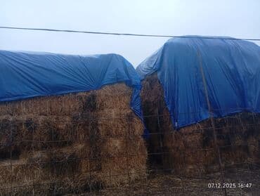 Satış: Balya formada yonca/saman - Kvadrat balyalar, üstü mavi suya