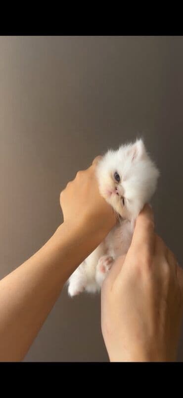 heyvanlara verilen xususi adlar: Ekzot — 4