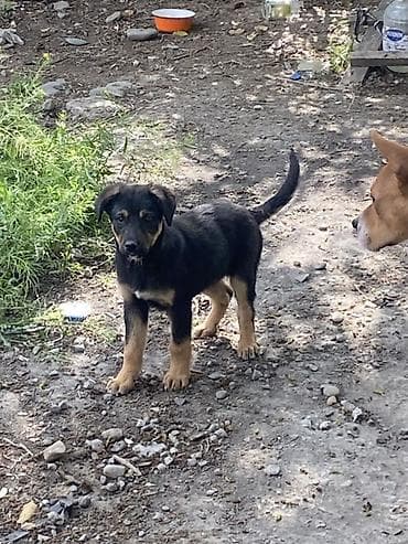 Alman çoban iti, 2 ay, Erkek, Peyvəndli, Pulsuz çatdırılma