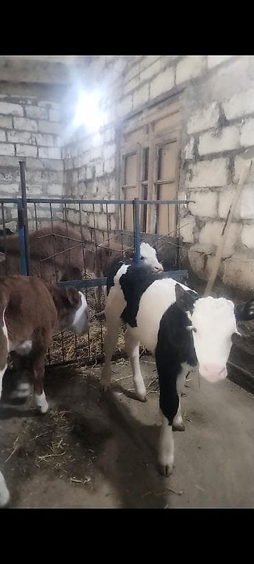 kok dana: Ünvan AĞDAM rayonu cins buzovlar Erkək Dişi qiymed Buzova gore deyiwir — 1