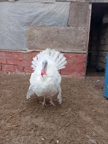 Yumurta: Məhsul: Hind quşu yumurtası mayali — 8