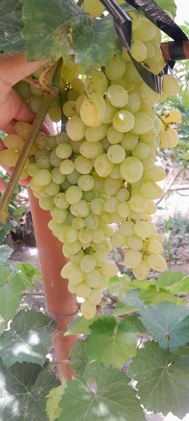 aftamat: Pulverizator, Yeni, Avtomatik — 1