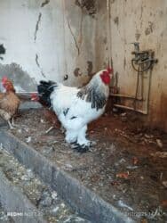 K/t heyvanları üçün mallar: Xoruz, Brama, il: 1, Ünvandan götürmə, Ödənişli çatdırılma — 4