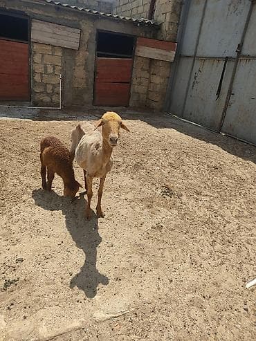 alabay bala: Anaba qoyun ballasi erkeydi cavan qoyundu anasi — 3