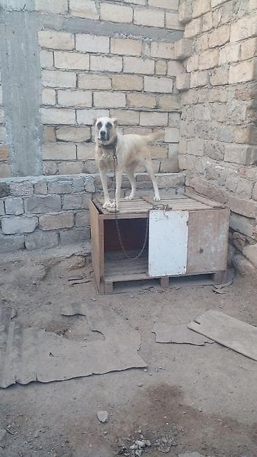 Gəmiricilər: 11 ay, Dişi — 2