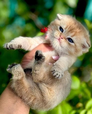 dişi quzu: Britan, Dişi — 3