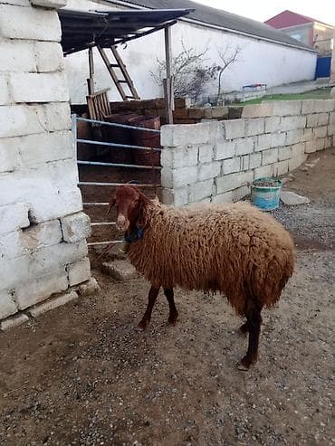 sotland pisiyi satilir: Erkək, Qala, il: 1, Damazlıq — 4