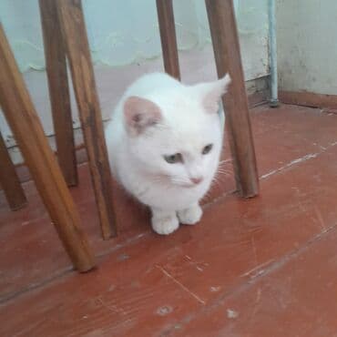 Balıq qulağı: Dişi, Yaxşı əllərə — 1