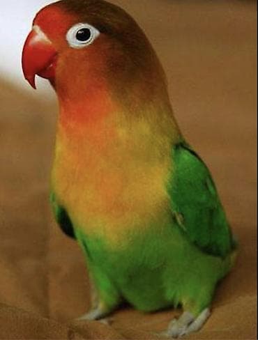 Fişer tutuquşu dişi satıram qəfəs yoxdur vatçapa yazın