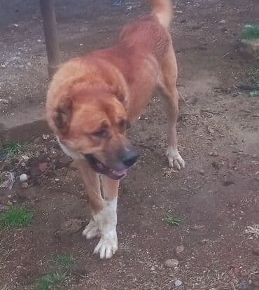 itlə barter: Peyvəndli — 1