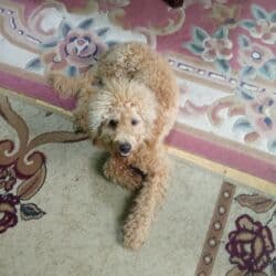 ingilis setteri it cinsi digər adı: Pudel, 1 ay, Erkek, Ödənişli çatdırılma — 1