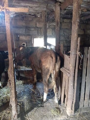 ingilis setter it cinsinin digər adı: Satışda – yerli mal-qara təsərrüfatı üçün sağlam danadır — 3