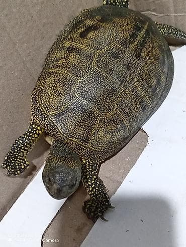 heyvan evləri: Quru‑suda yaşayan tısbağa (göllük/su tısbağası tipli) - Növ: yarı su — 8