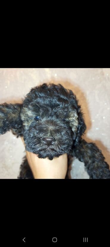 itlər balaca: Pudel, 2 ay, Dişi, Ünvandan götürmə — 7