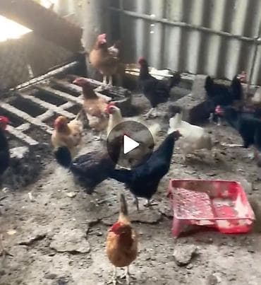 K/t heyvanları və malları: Toyuq, Yumurtalıq — 1