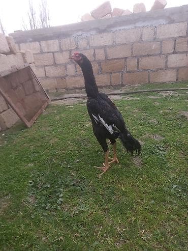 Salam. 6 aylıq beçədi. Cinsi qanı superdi. Cücə vaxtı Cəlilabaddan lalafo.az -da Salam. 6 aylıq beçədi. Cinsi qanı superdi. Cücə vaxtı Cəlilabaddan